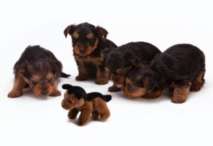 Capturing puppies attention, Newborn Puppies Photography At Home, Tech vaile, pets photography